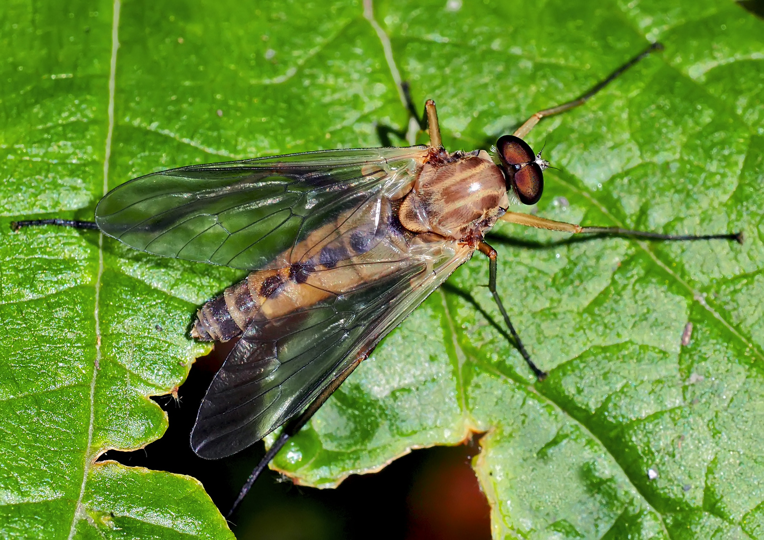 Die räuberische Goldgelbe Schnepfenfliege (Rhagio tringarius)!