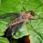 Die räuberische Goldgelbe Schnepfenfliege (Rhagio tringarius)!