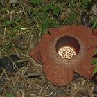 Die Rafflesia