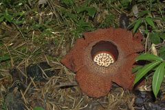 Die Rafflesia