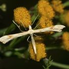 Die Rainfarn-Federmotte (Gillmeria ochrodactyla) ...