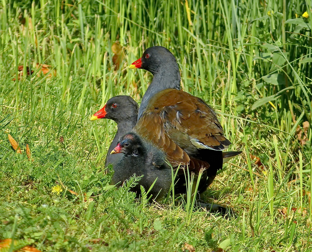 Die Rallen Familie