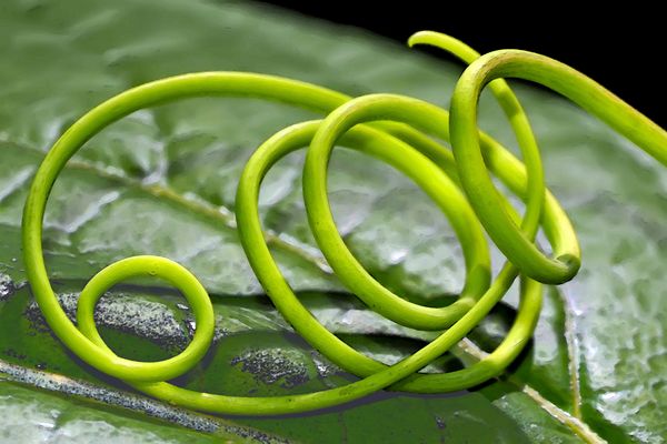 Die Ranke sucht ihren Weg und erreicht ihn auf Umwegen... - A la recherche d'un appui...