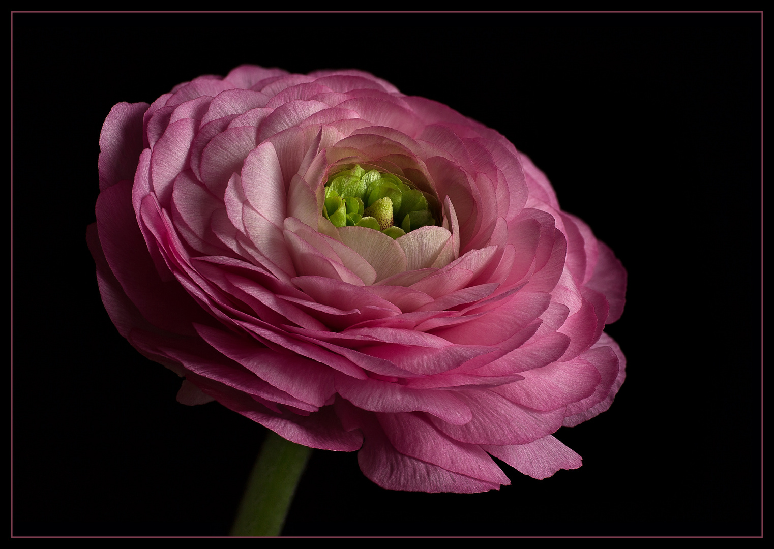 Die Ranunkel ist ein echter Star auf der Frühjahrsbühne der Blumen Foto