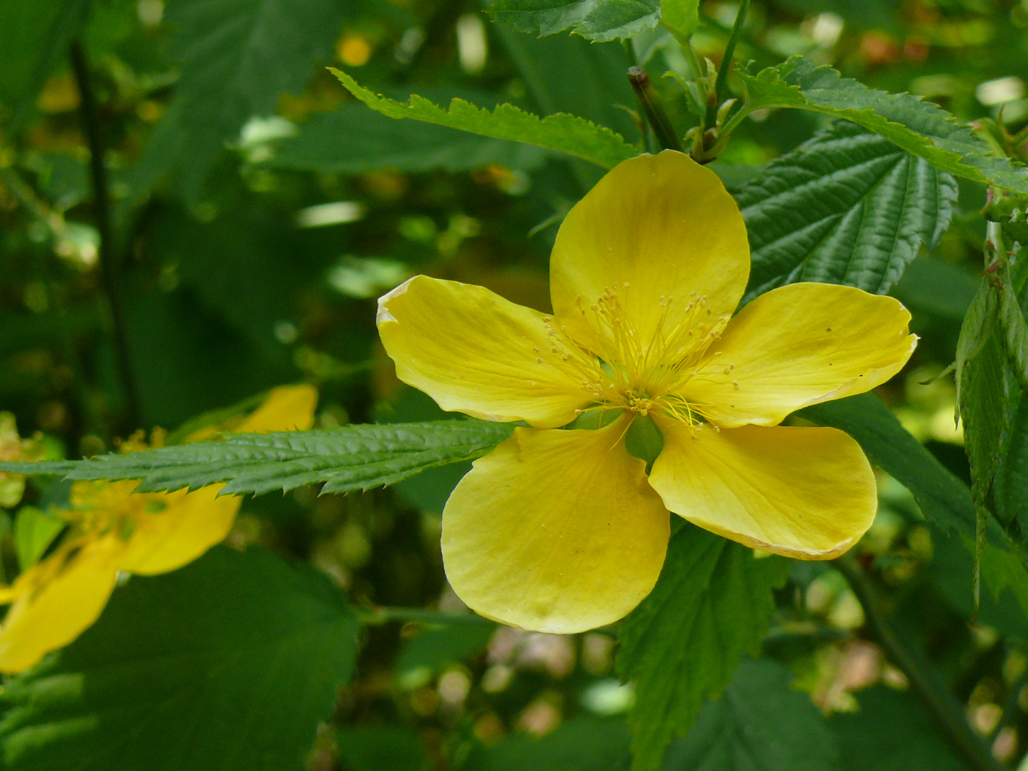 Die Ranunkelblüte