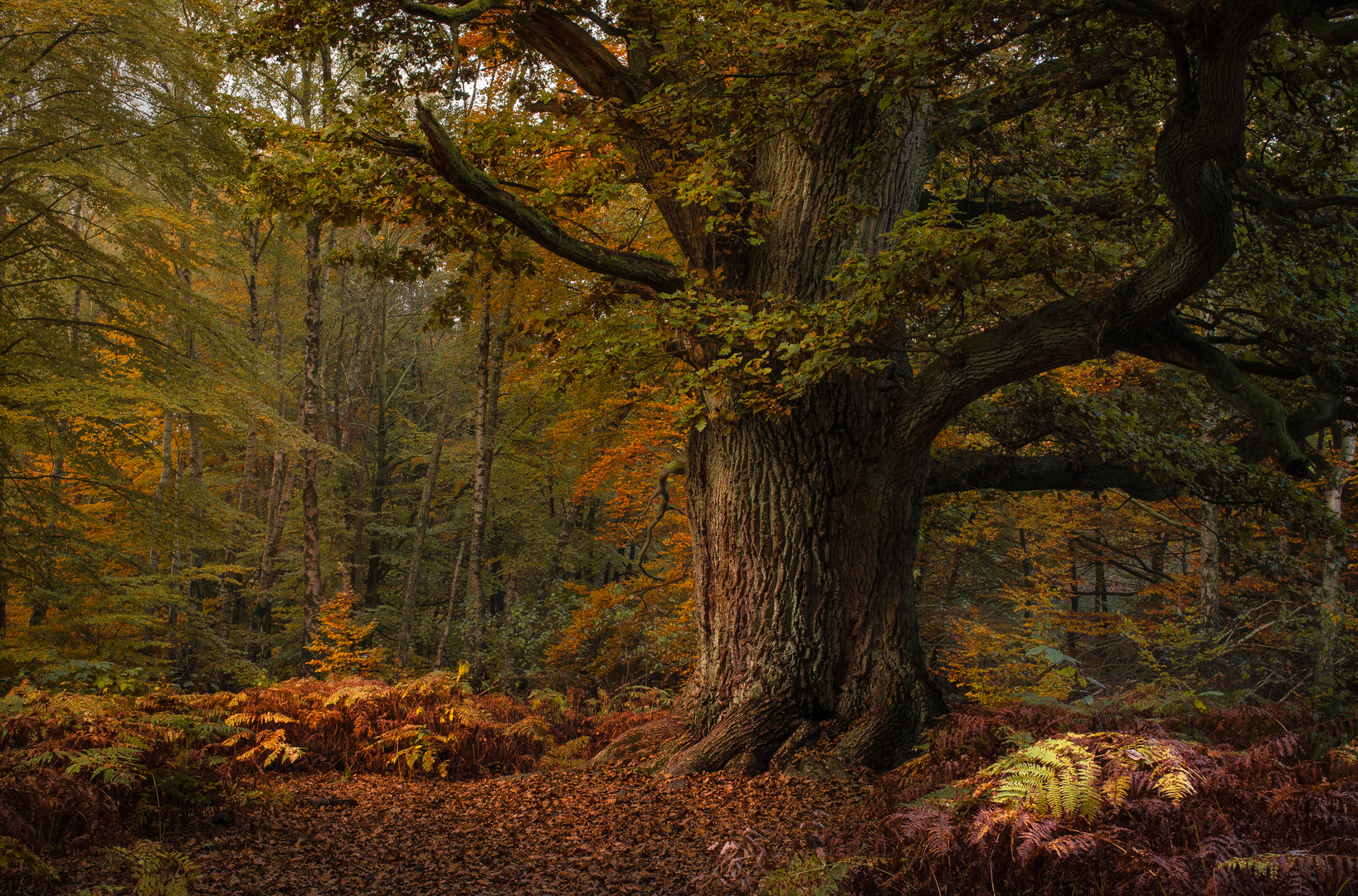 die "Rapp-Eiche" im Urwald Sababurg