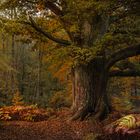 die "Rapp-Eiche" im Urwald Sababurg