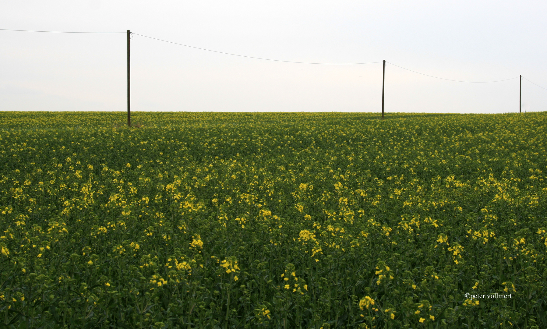 die Raps Blüte beginnt