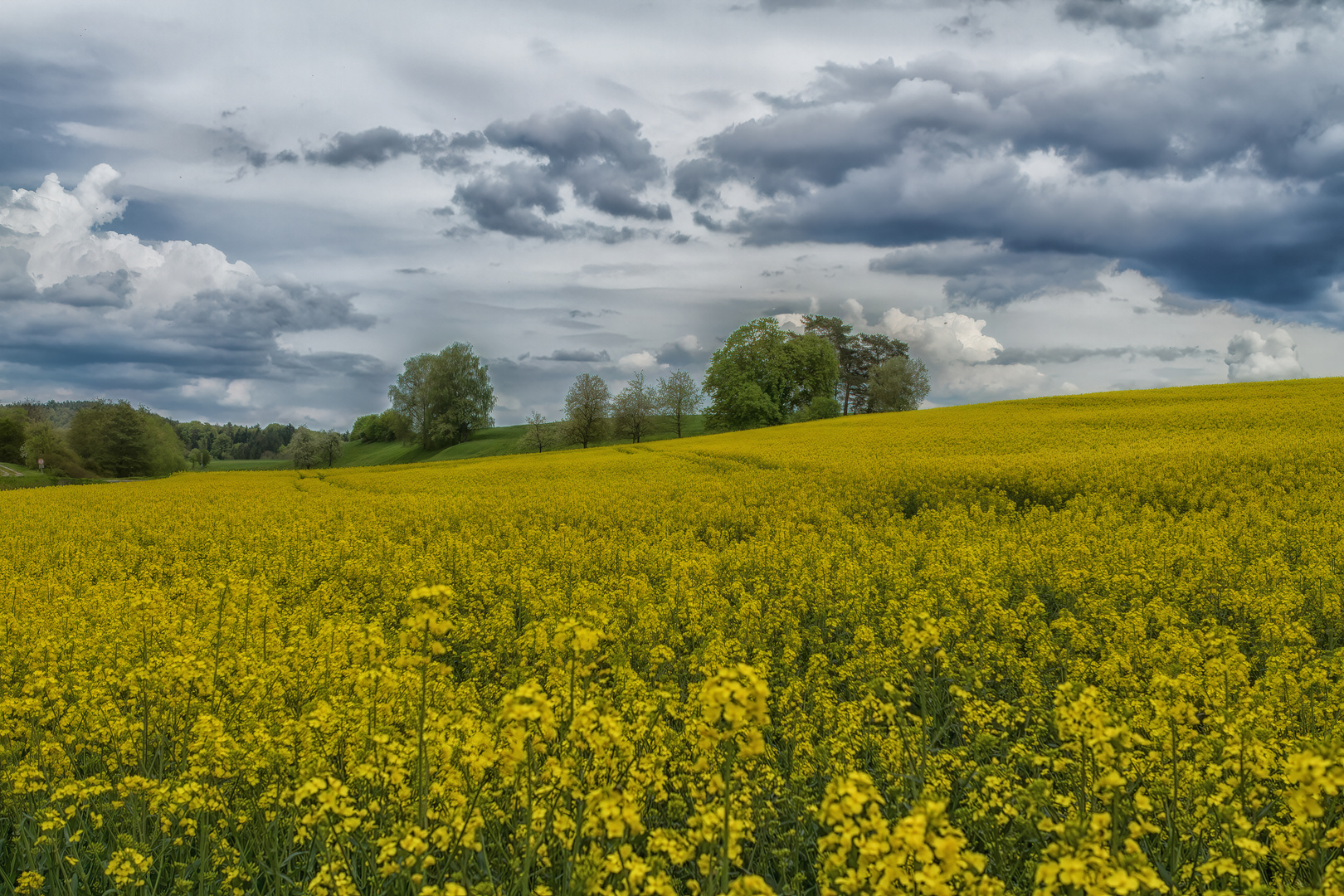 Die Rapsblüte