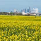 Die Rapsblüte beginnt