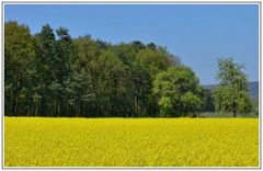 Die Rapsblüte beginnt