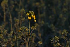 Die Rapsblüte beginnt