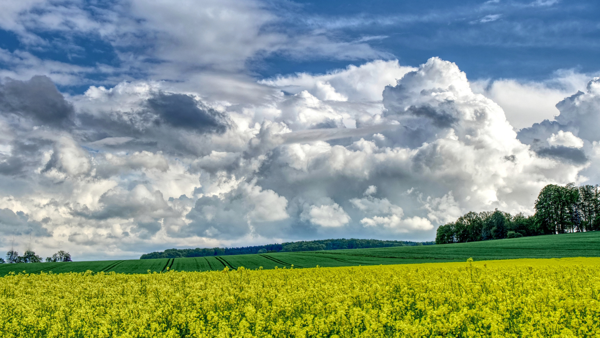 Die Rapsblüte geht zu Ende