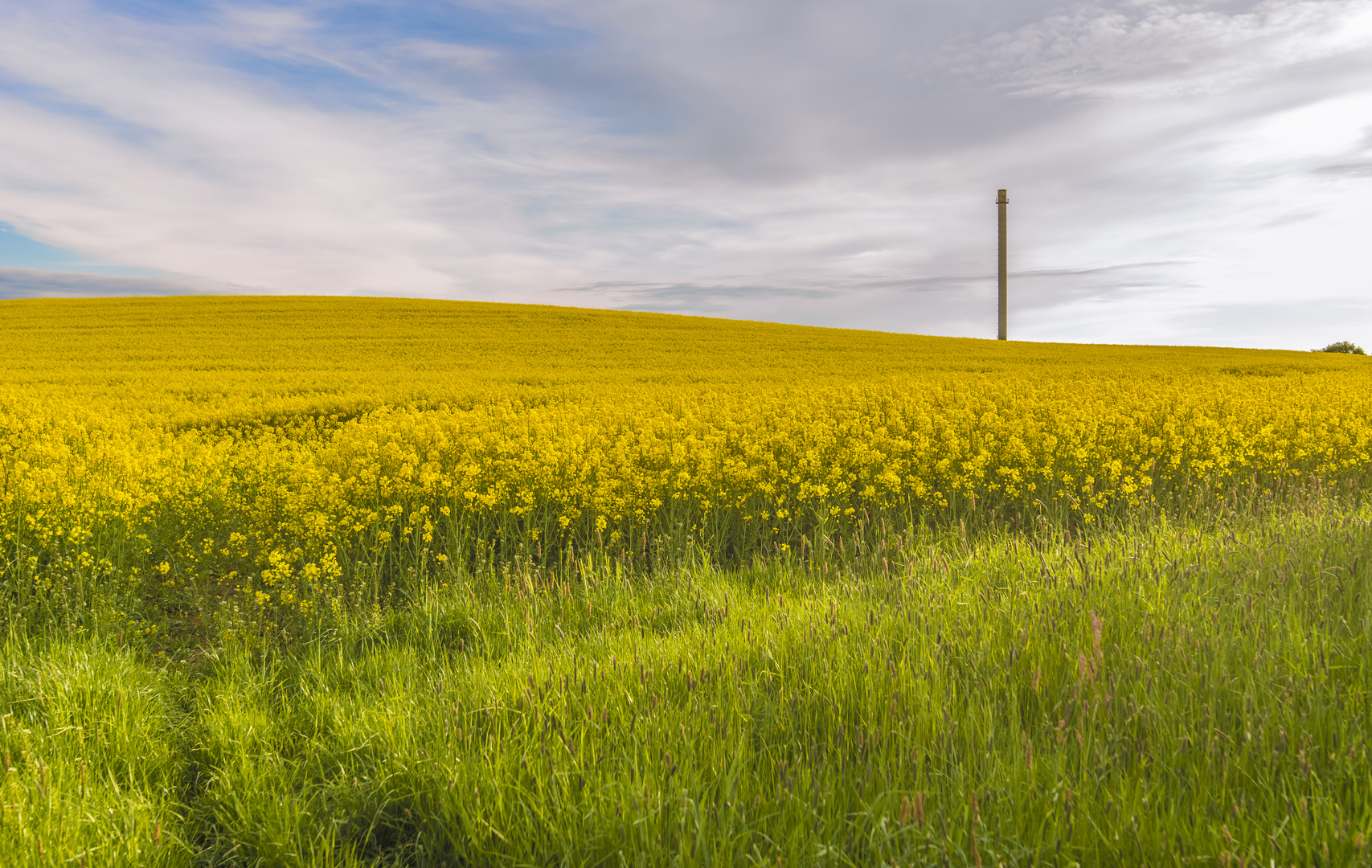  ***     die rapsblüte geht zu ende     ***