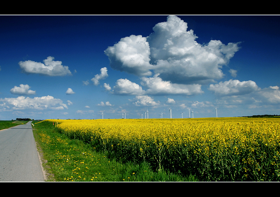 Die Rapsblüte in MV