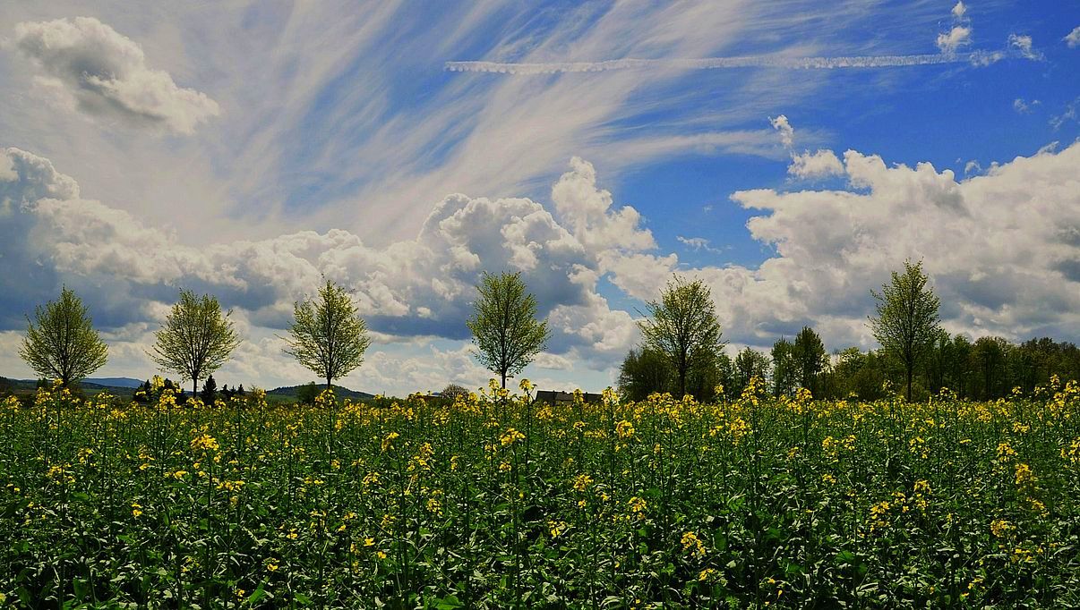 Die Rapsblüten