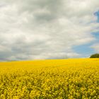 DIE RAPSFELDER SIND ABGEBLÜHT