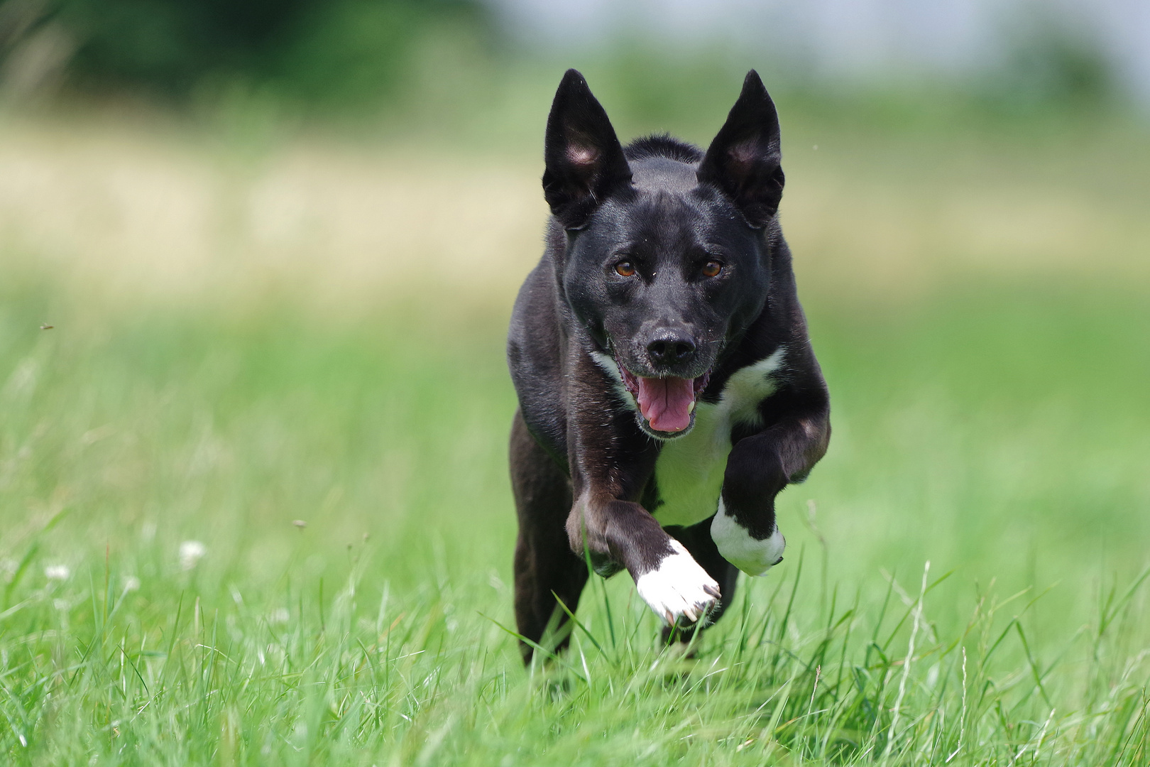 Die rasende Nelly Foto & Bild tiere, haustiere, hunde Bilder auf
