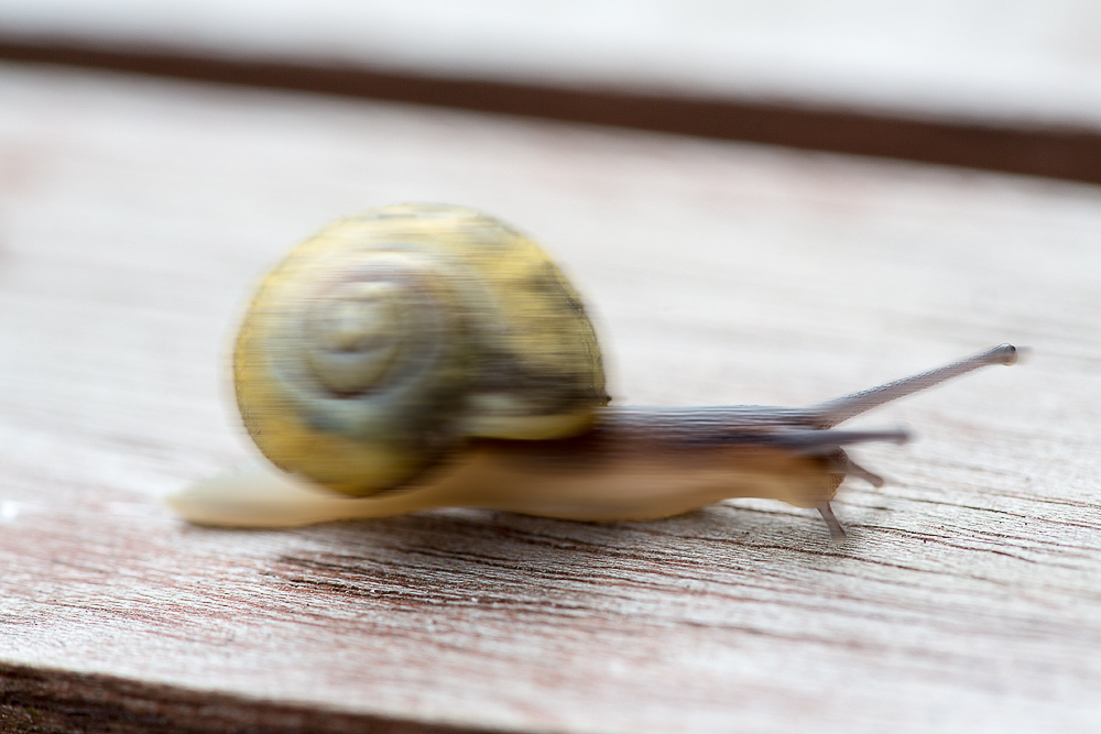 Die rasende Schnecke