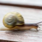 Die rasende Schnecke