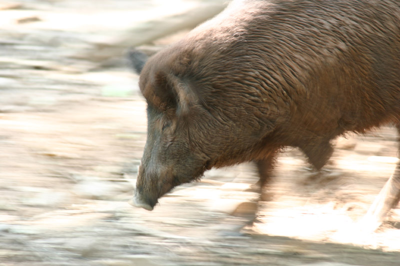 die rasende Wildsau