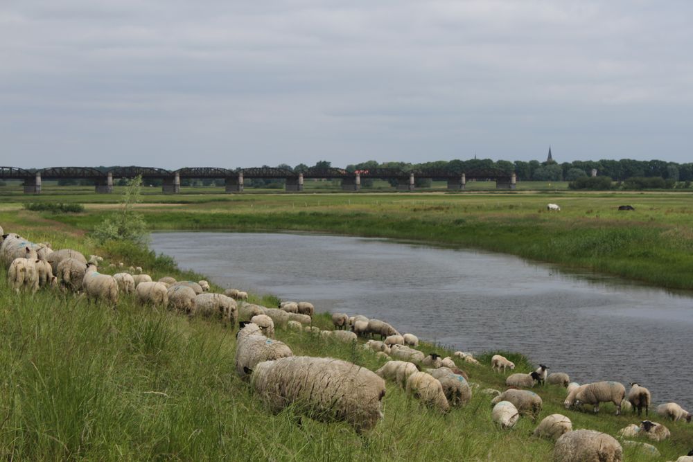 die Rasenmäher auf den Elbdeichen