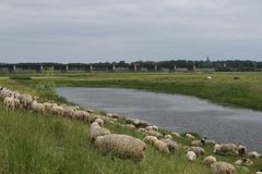 die Rasenmäher auf den Elbdeichen