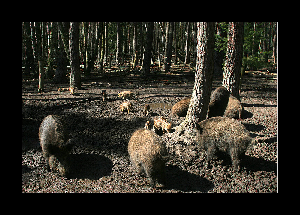 Die Rasselbande im Wildpark..