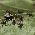 Die Rasselbande kurz vor der Entlassung ...