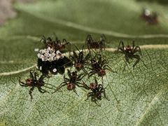 Die Rasselbande kurz vor der Entlassung ...