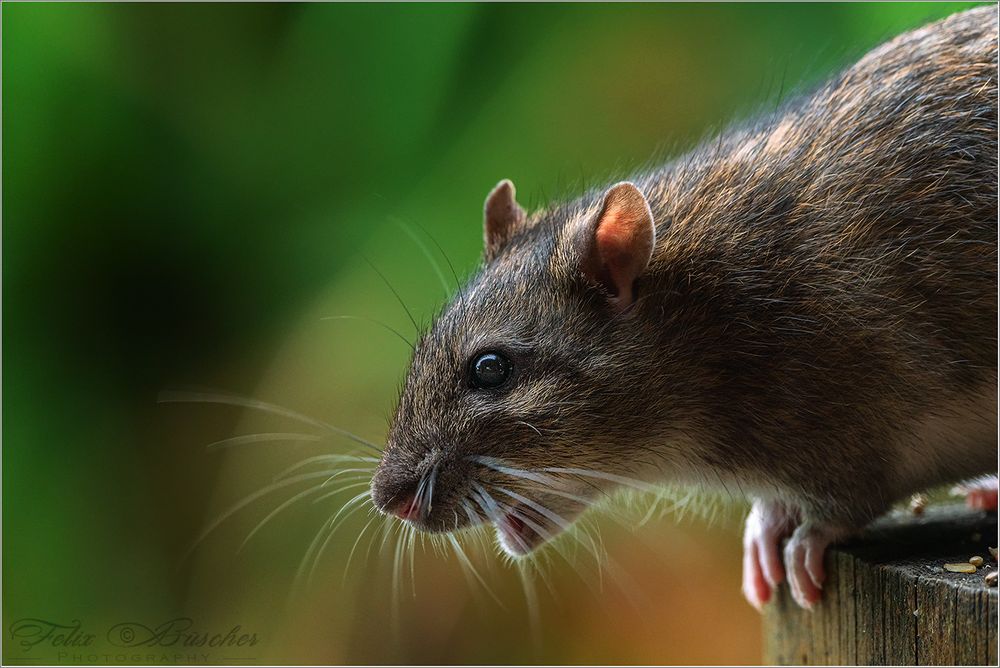 Die Ratte Foto & Bild tiere, wildlife, säugetiere Bilder auf