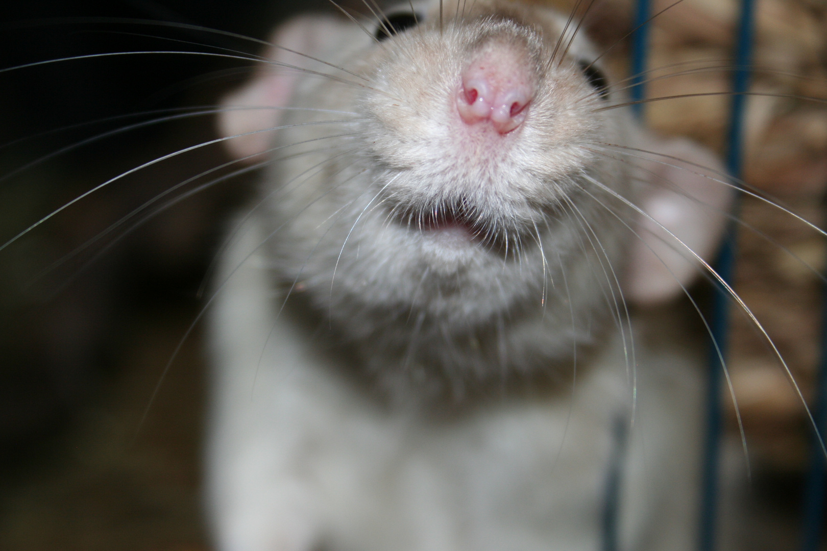 Die Ratte, die lacht