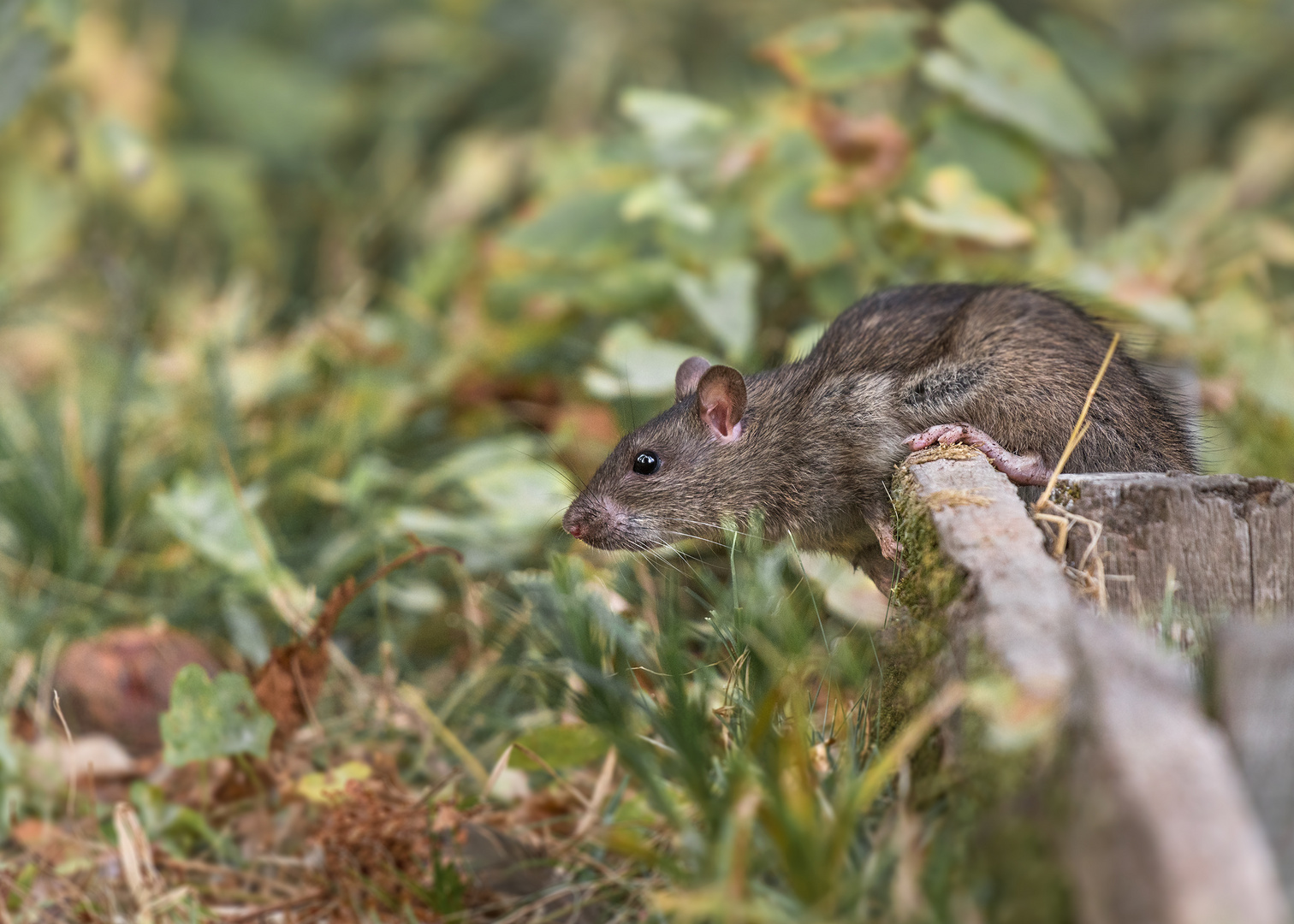 Die Ratte (Rattus)