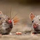 Die Ratten (Rattus)