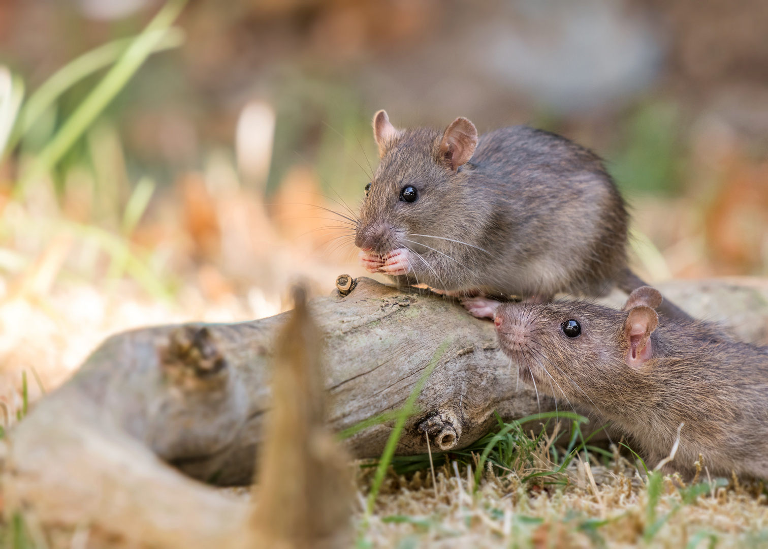 Die Ratten (Rattus) 