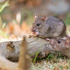 Die Ratten (Rattus) 