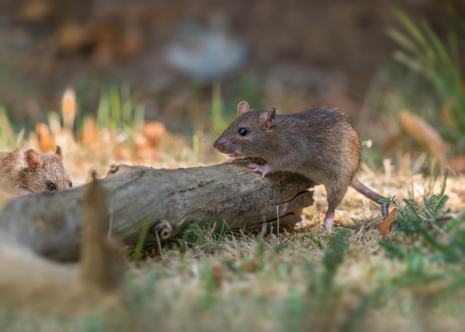Die Ratten (Rattus)