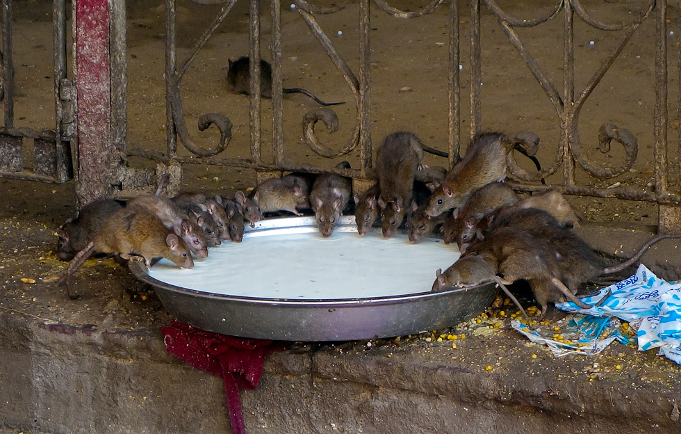 die Ratten von Karni Mata