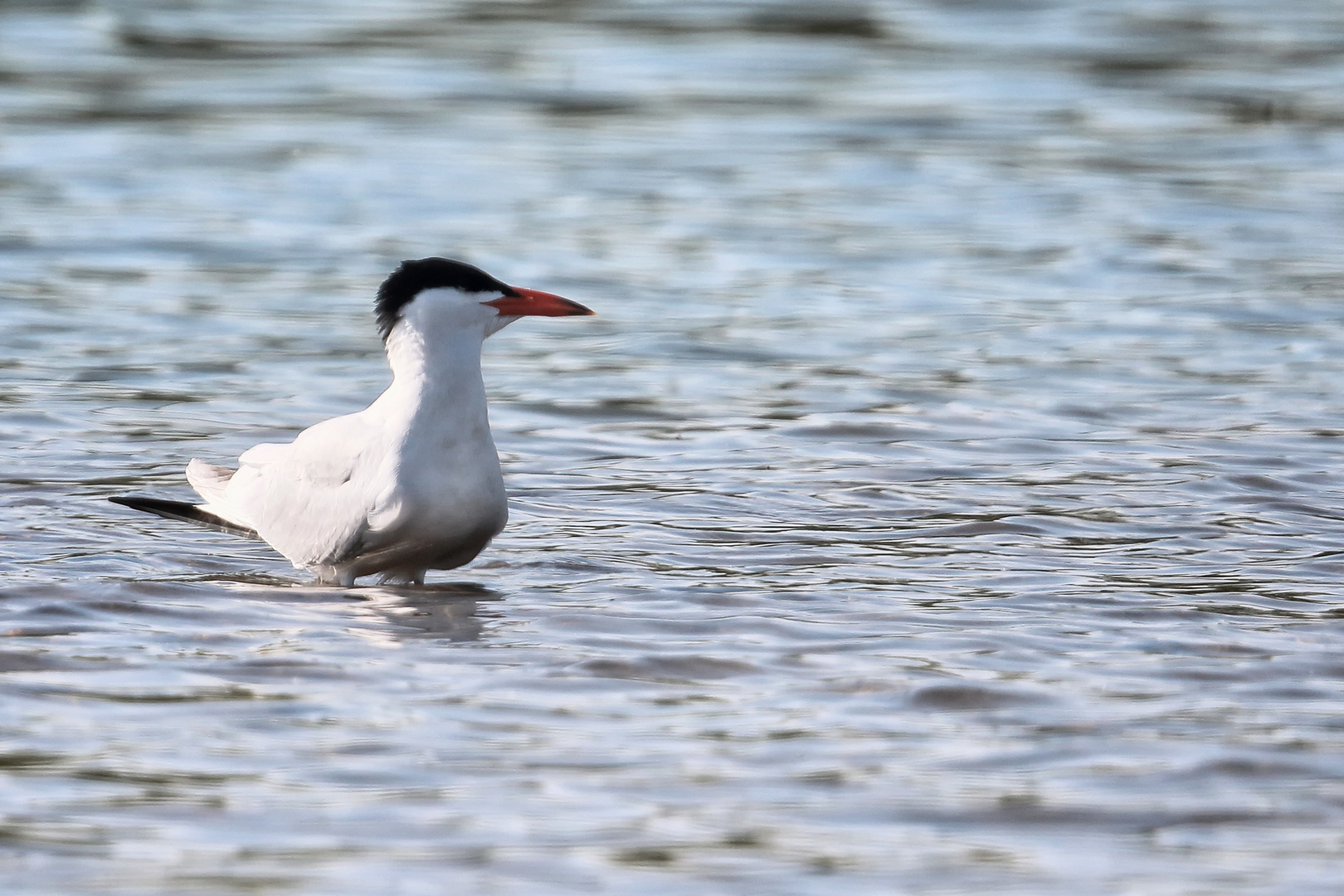 ...Die raubende Seeschwalbe...