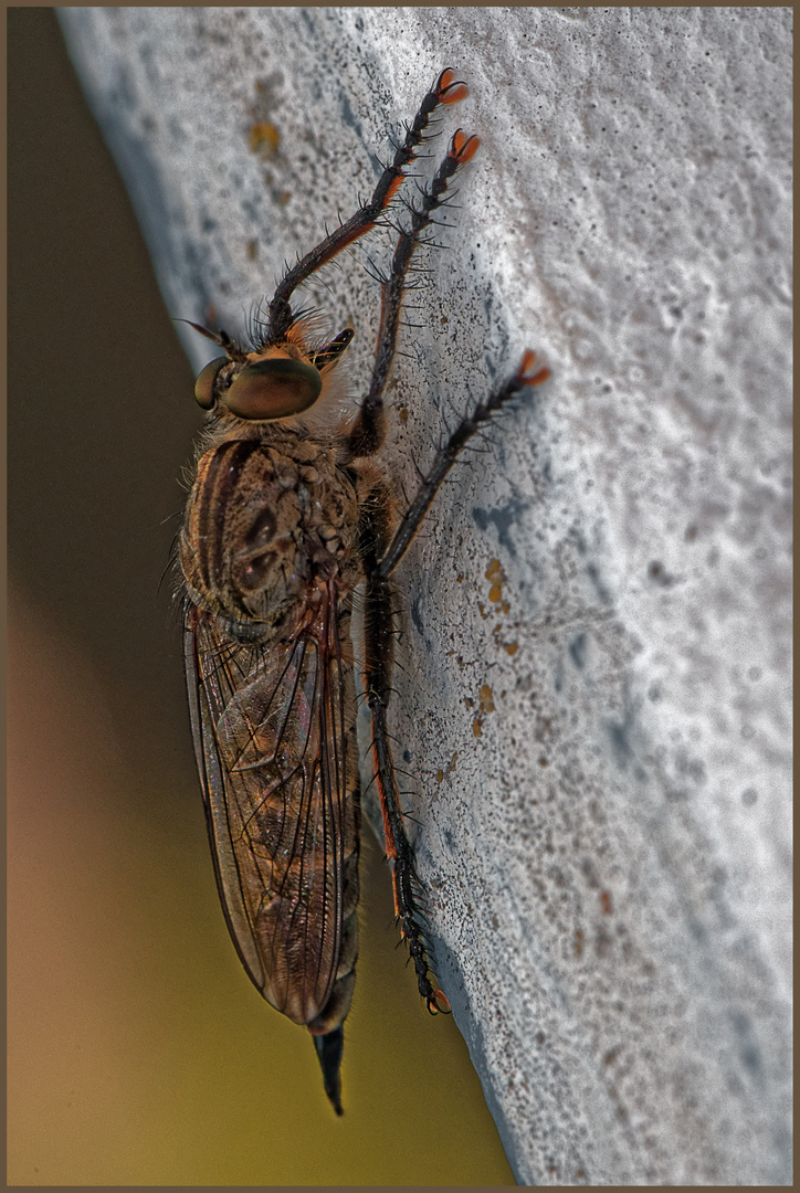 Die Raubfliege auf der Mauerkante