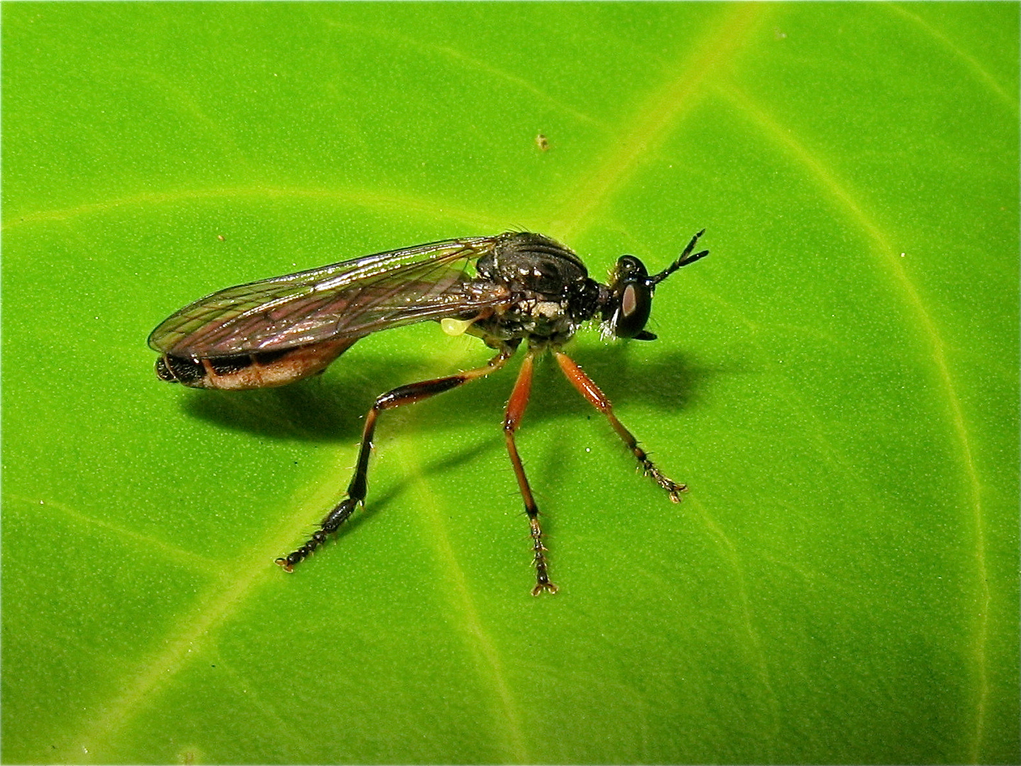 Die Raubfliege Dioctria hyalipennis sieht aus wie ein alter Sheriff in einem Western: