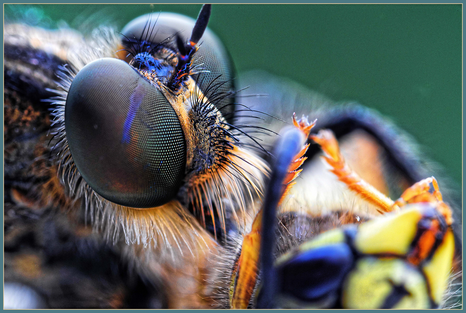 Die Raubfliege erbeutet eine Wespe