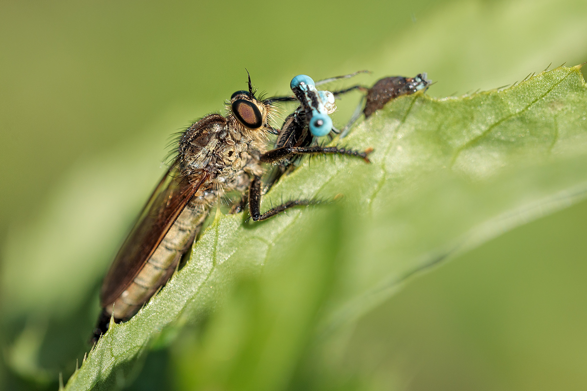 Die Raubfliege und die Libelle