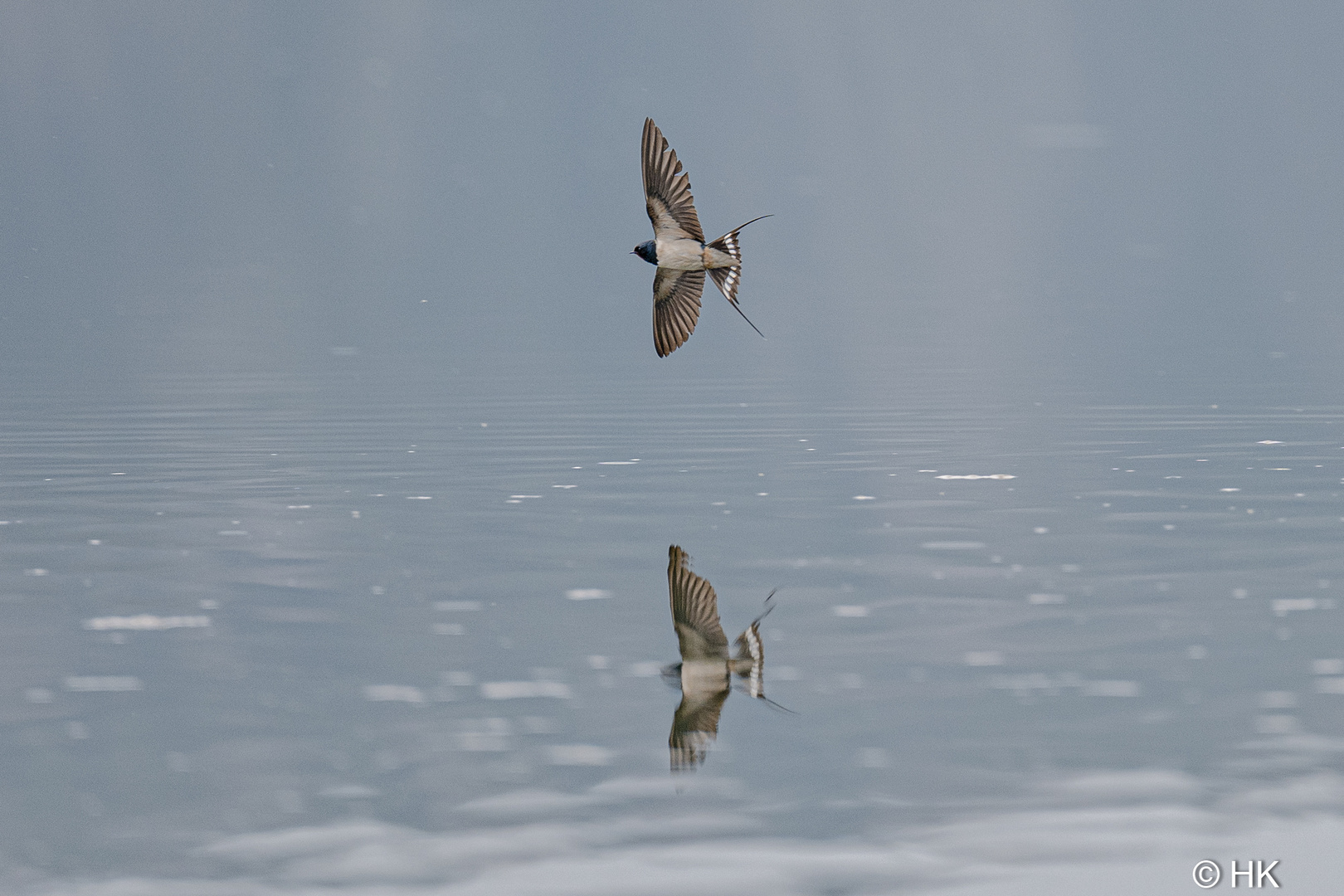 Die Rauchschwalbe im Flug