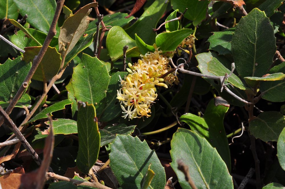 Die Raue Stechwinde (Smilax aspera)