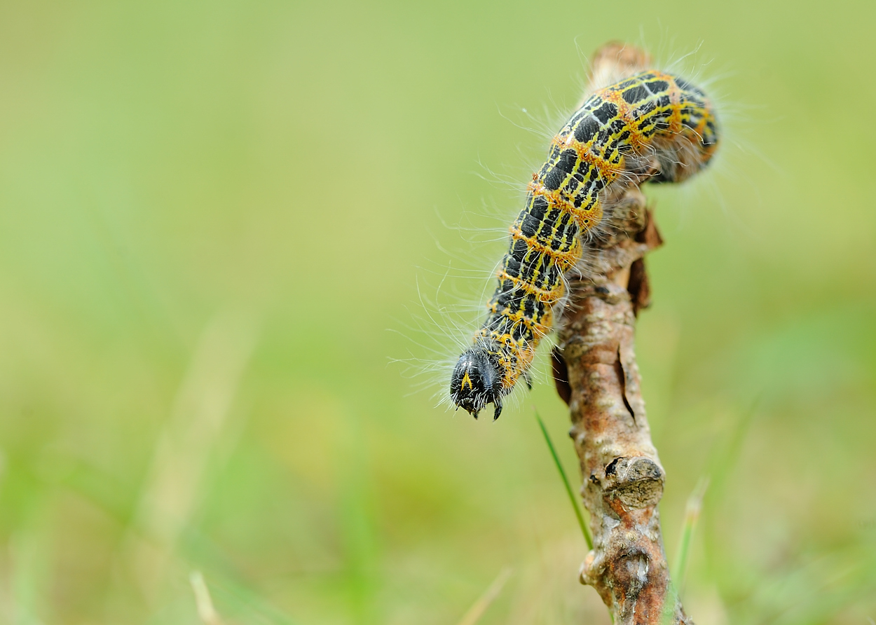 Die Raupe am Ast