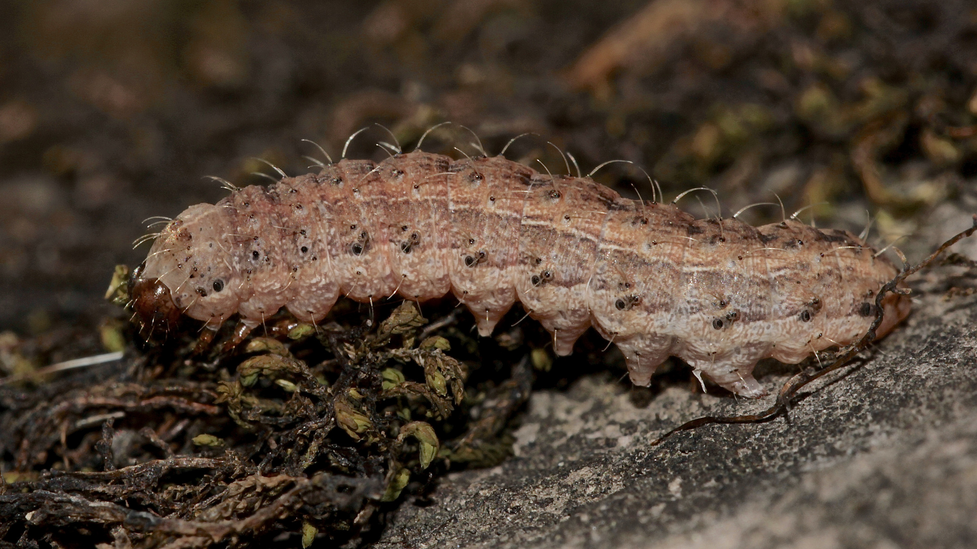 Die Raupe der Gelbgrauen Felsflur-Staubeule (Hoplodrina superstes) ...