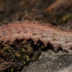 Die Raupe der Gelbgrauen Felsflur-Staubeule (Hoplodrina superstes) ...