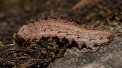 Die Raupe der Gelbgrauen Felsflur-Staubeule (Hoplodrina superstes) ...