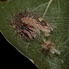 Die Raupe der Großkopf-Rindeneule (Acronicta megacephala) ...